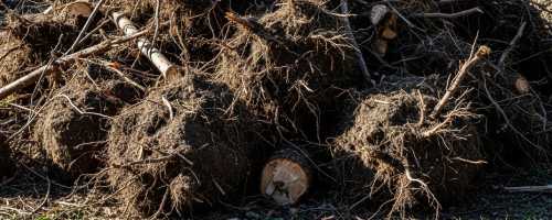 Wurzelholz Entsorgung Bruchköbel